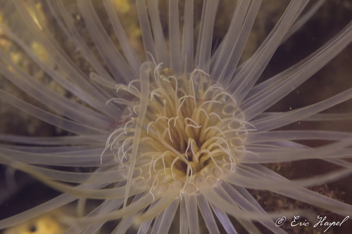 Ceriantheopsis americana (Agassiz, 1864)