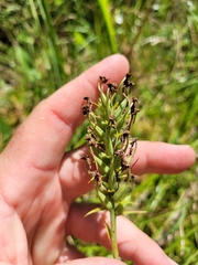 Platanthera blephariglottis
