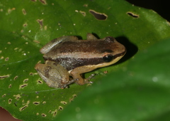 Allobates insperatus
