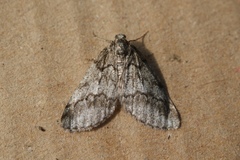 Tephronia lhommaria