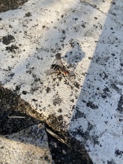 Microphthalma disjuncta