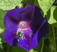 Anthophora terminalis