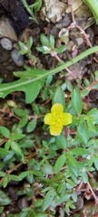 Portulaca quadrifida