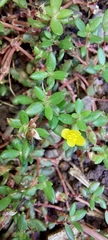 Portulaca quadrifida