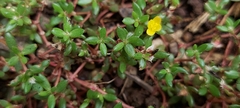 Portulaca quadrifida