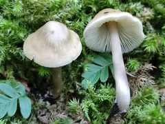Mycena fagetorum