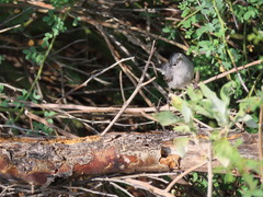 Polioptila melanura