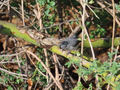 Polioptila melanura