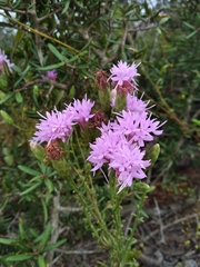 Liatris ohlingerae