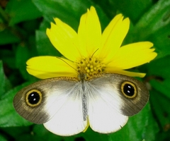 Ypthima sesara