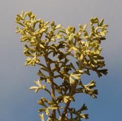 Pentzia