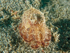 Amphioctopus marginatus