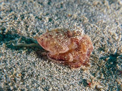 Amphioctopus marginatus