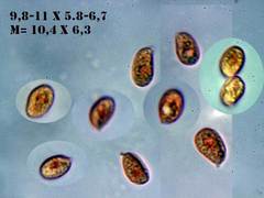 Mycena fagetorum