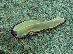 Pseudoceros bimarginatus