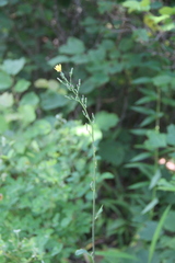 Lactuca raddeana