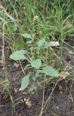 Amaranthus retroflexus