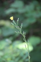 Lactuca raddeana