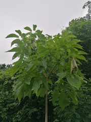 Roseodendron donnell-smithii