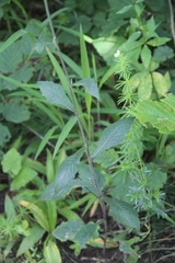 Lactuca raddeana