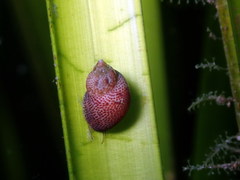Tricolia pullus
