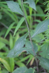 Lactuca raddeana