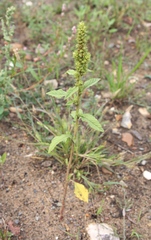 Amaranthus retroflexus