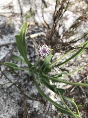 Othonna digitata