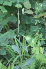 Lactuca raddeana