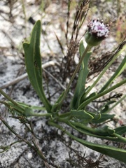 Othonna digitata