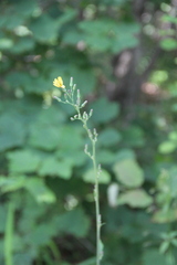 Lactuca raddeana