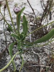 Othonna digitata