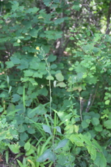 Lactuca raddeana