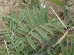 Tephrosia capensis capensis