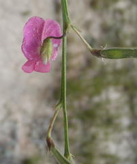 Tephrosia capensis capensis