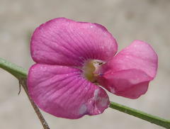 Tephrosia capensis capensis