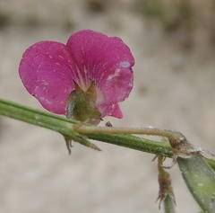 Tephrosia capensis capensis