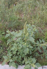 Amaranthus retroflexus