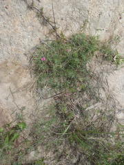 Tephrosia capensis capensis