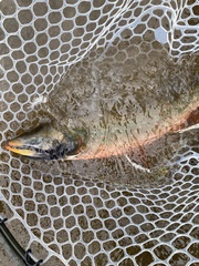 Salvelinus malma
