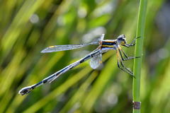 Chlorolestes conspicuus