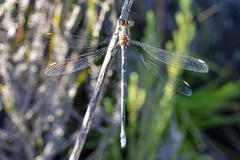 Chlorolestes conspicuus