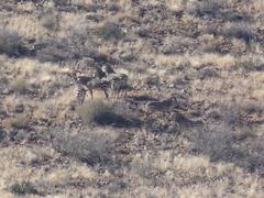 Equus zebra hartmannae