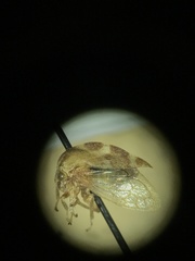 Cyrtolobus tuberosus