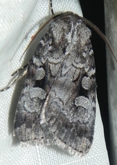 Feltia geniculata