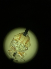 Cyrtolobus tuberosus