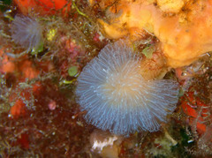 Aplidium turbinatum
