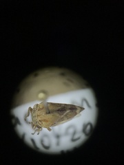 Cyrtolobus tuberosus