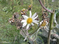 Senecio smithii