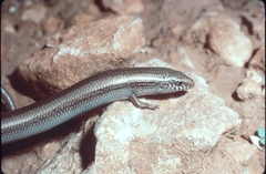 Chalcides bedriagai
